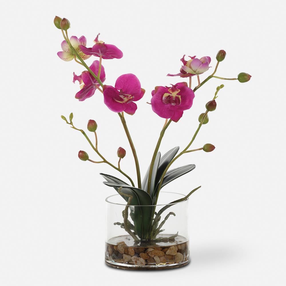 Uttermost Glory Fuchsia Orchid