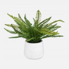  60238 - Uttermost Boston Fern In White Ceramic Pot